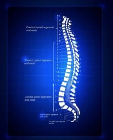 Spine digital representation